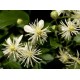 Bach Flower Remedies for Animals - Clematis